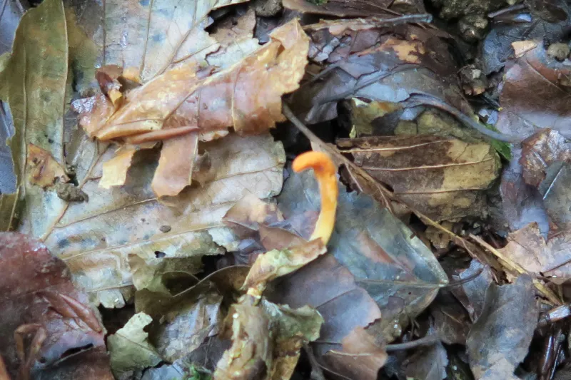 Cordyceps militaris 1 - Ascoma